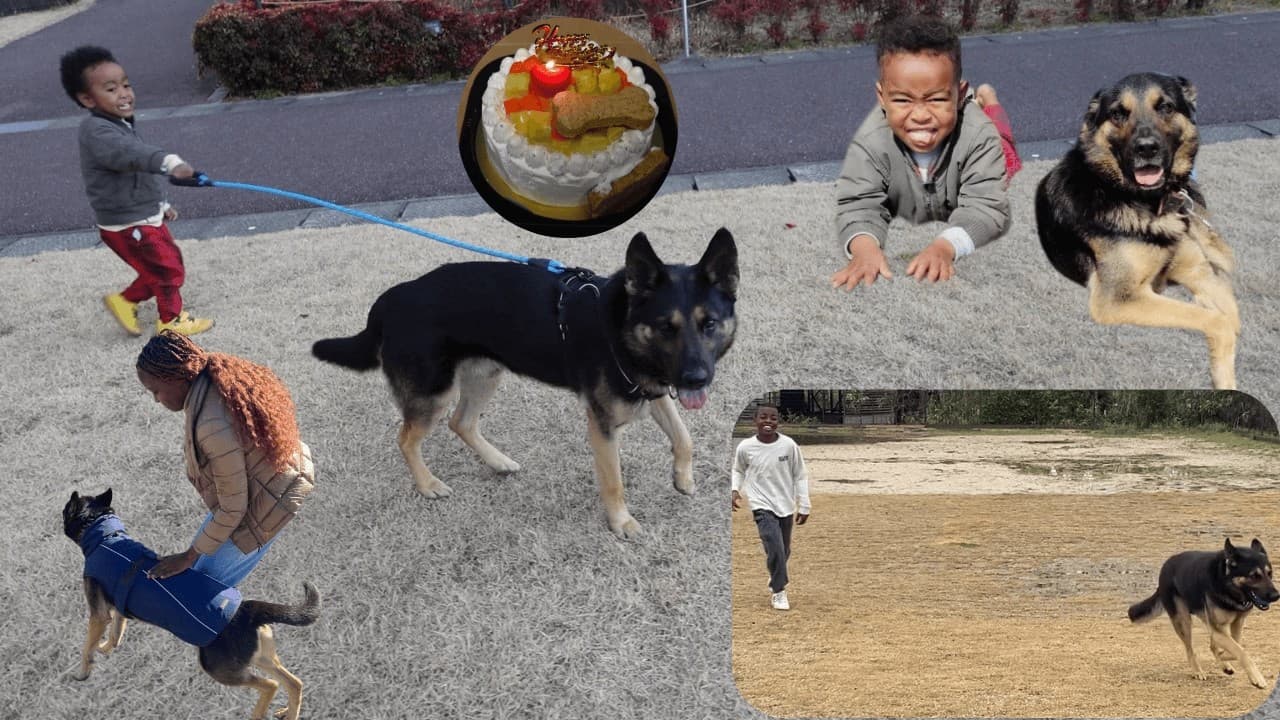 愛犬カラウェカが初めての誕生日ケーキ、ドッグラン、温泉を体験しました。